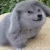 pupsmgr