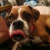 betsythefawnboxer