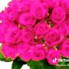 rabeya.begum774
