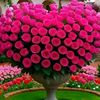 itx.rehma