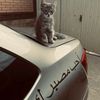 77_senan