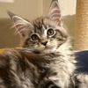 mainecoon_kitties