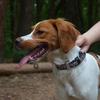 brittanyspaniel.ellie