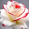 ii._fri