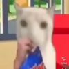lacy_mp4
