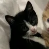 lorjee8