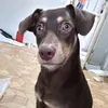 hurtadopulido