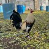 j.l..gamefarm