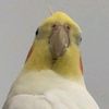 Bibi Cute Cockatiel