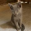 Josecatsshelter