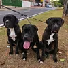 irmas_canecorso