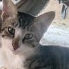 ozancat2