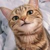 ly_cliper