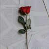 salman.gacn
