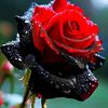user83202661622204