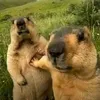 bodimeai
