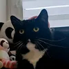 happytheecatt