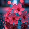 aliyaislam68