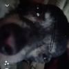 bigdraco_210