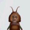kaiimelet