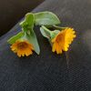 jana_habassh