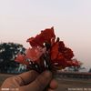 susmita.thapa.xet1