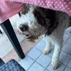 ciaoletsgosky