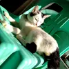 ashyiel_23