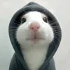 beleocte