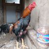 si.macho.sajah