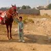 shazain.jutt04