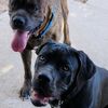 ColoradoCaneCorso
