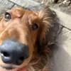 jamathedumbo