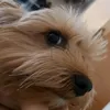 thordogin
