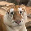 tiragiroarr_dw