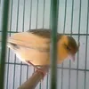 ahmad.daifi00