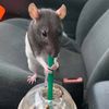 therealratatoullie