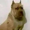 tudo99999cai