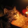 addlerswhiskers