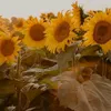 sunflower.lion