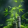 hoang.nguyen8955