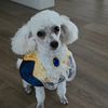 illoveswaggydog