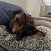 girlwiththedoxies