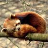 redpandalover1234