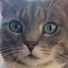 kittydionne