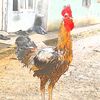 iskandar.diky
