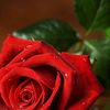 amal.amola965