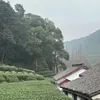 dshoan96