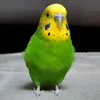 useryoshiki6945