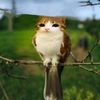 krustykitty_